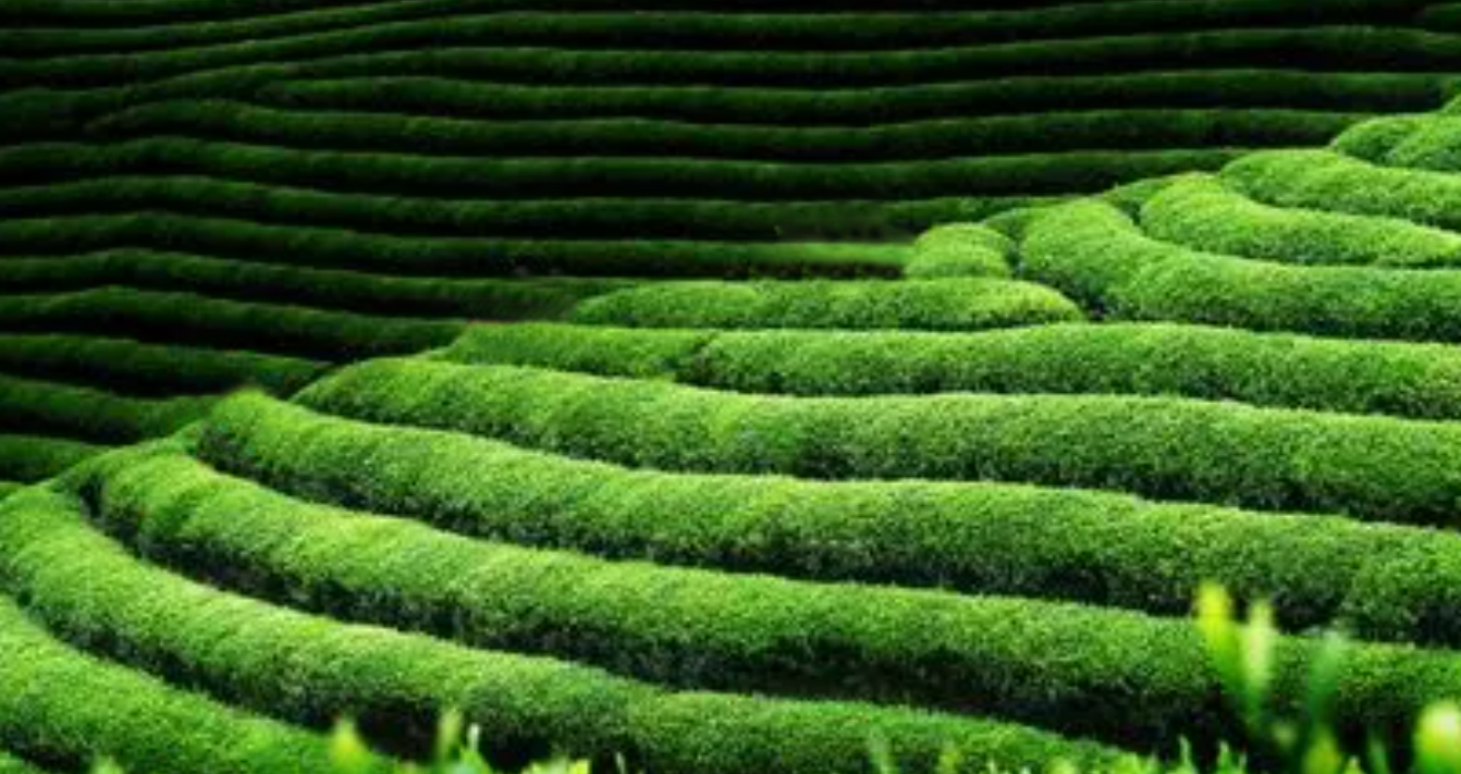 茶山风景 茶山风景